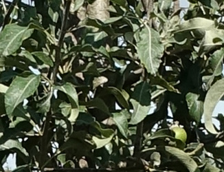 Pyrus nivalis