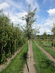 Pyrus nivalis
