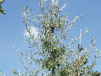 Pyrus salicifolia ‘Pendula’