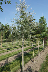 Pyrus salicifolia ‘Pendula’