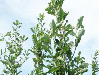 Quercus bimundorum 'Crimschmidt'