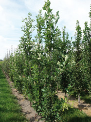 Quercus bimundorum 'Crimschmidt'