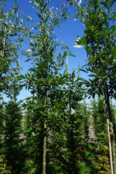 Quercus castaneifolia 'Green Spire' 