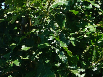 Quercus cerris