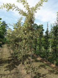 Quercus cerris ‘Argenteovariegata’ 