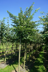 Quercus cerris
