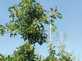 Quercus coccinea