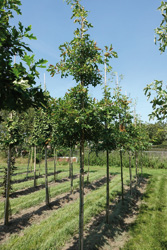 Quercus coccinea