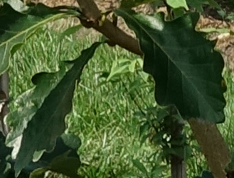 Quercus dentata