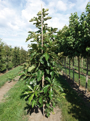 Quercus dentata 'Carl Ferris Miller' 