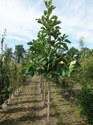 Quercus dentata ‘Sir Harrold Hillier’