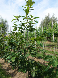 Quercus dentata