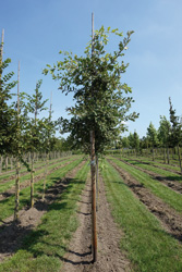 Quercus frainetto