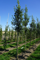 Quercus hispanica 'Wageningen'