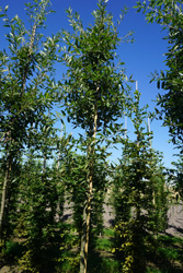 Quercus kewensis