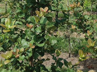 Quercus obtusata x rugosa