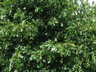 Quercus palustris