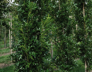 Quercus palustris ‘Green Pillar’
