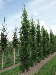 Quercus palustris ‘Green Pillar’