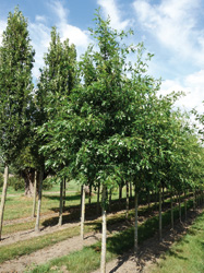 Quercus palustris