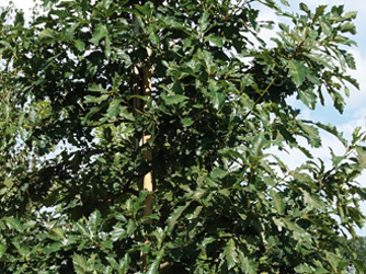 Quercus petraea
