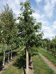 Quercus petraea