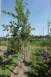 Quercus rhysophylla 'Maya' 