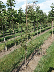 Quercus robur 'Pectinata'