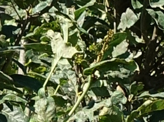 Quercus robur 'Salfast'