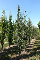 Quercus robur 'Salfast'