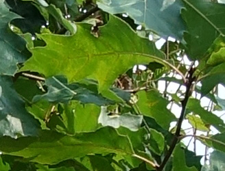 Quercus rubra