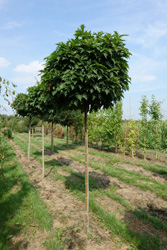 Quercus rubra 'Haaren'