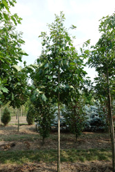 Quercus rubra