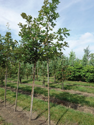 Quercus stellata