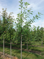 Quercus texana