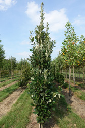 Quercus warei ‘Regal Prince’