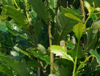 Quercus x warei ‘Nadler’
