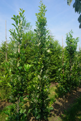 Quercus x warei ‘Nadler’