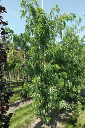 Robinia pseudoacacia 'Tortuosa'