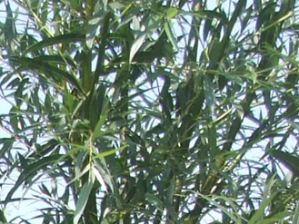 Salix alba