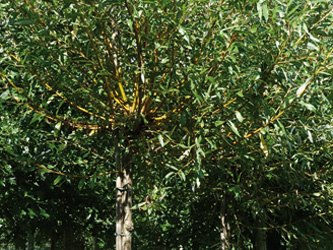 Salix alba 'Chermesina'