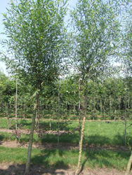 Salix alba