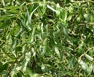 Salix babylonica 'Tortuosa'