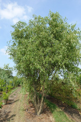 Salix babylonica 'Tortuosa'