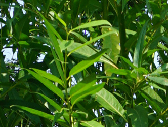 Salix fragilis