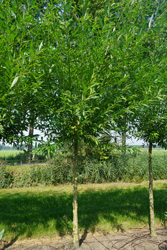 Salix fragilis
