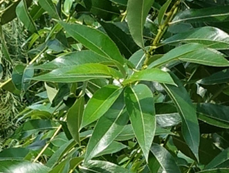 Salix pentandra