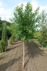 Salix pentandra