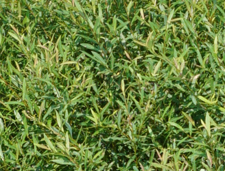 Salix purpurea 'Nana' 
