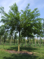 Salix udensis 'Sekka'